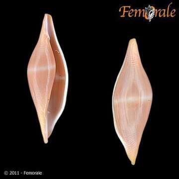 Image of Spindle Cowries