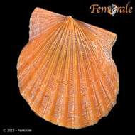 Image of Leptopecten Verrill 1897