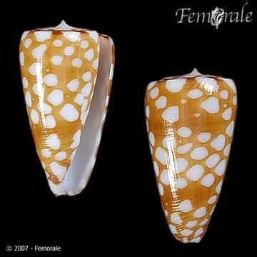 Image of Conus cordigera G. B. Sowerby II 1866