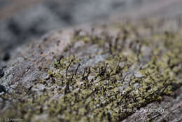 Image of Green stubble lichen;   Spike lichen;   Frog stubble