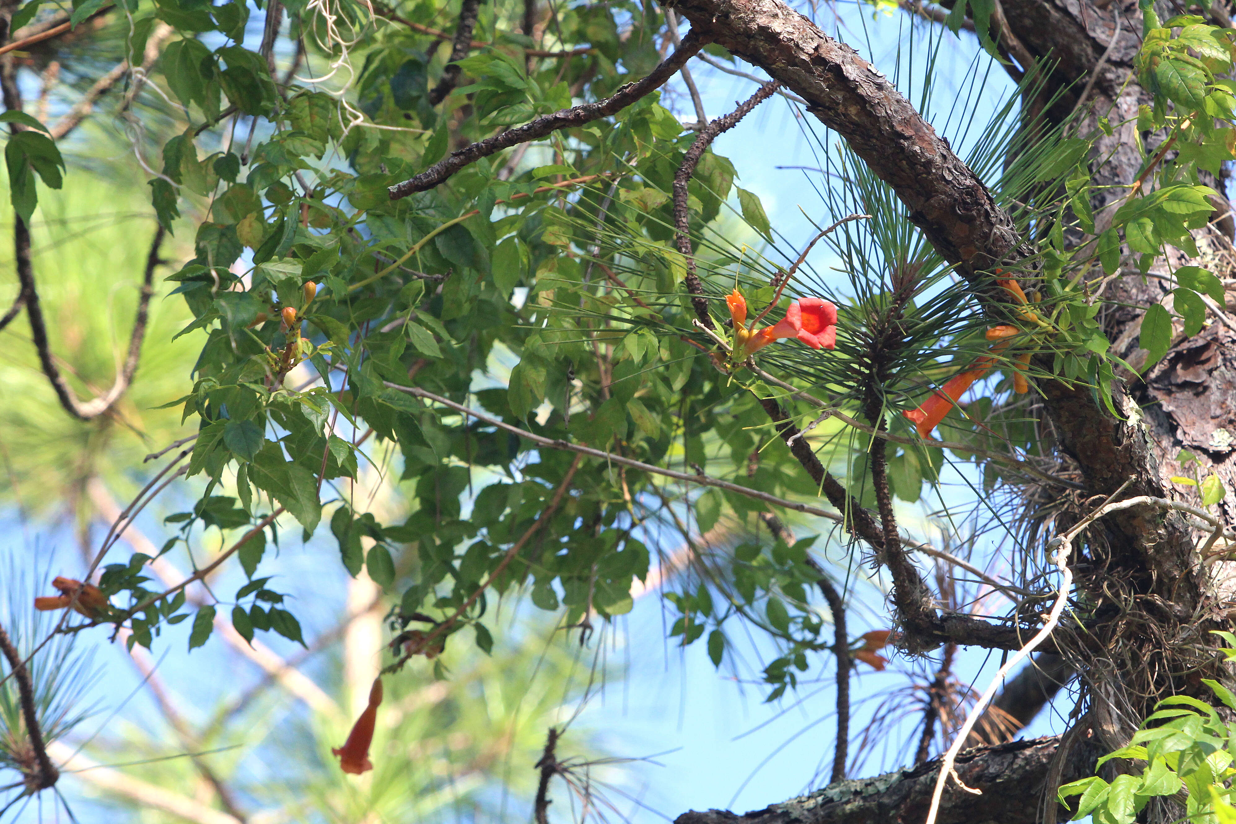 Image of trumpet creeper