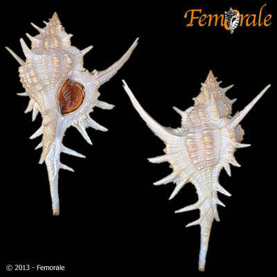 Image of <i>Chicoreus formosus</i> (Sowerby 1841)