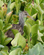 Image of limpkins