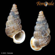 صورة Cyclophoroidea