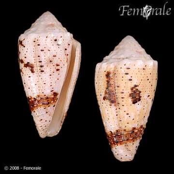 Image of Conus Linnaeus 1758