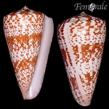 Image of Conus Linnaeus 1758