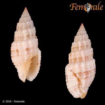 Слика од Vexillum pacificum wisemani (Dohrn 1860)