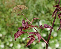 Imagem de Cicuta maculata L.