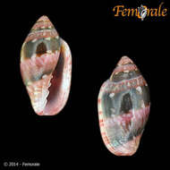 Image de Marginella Lamarck 1799