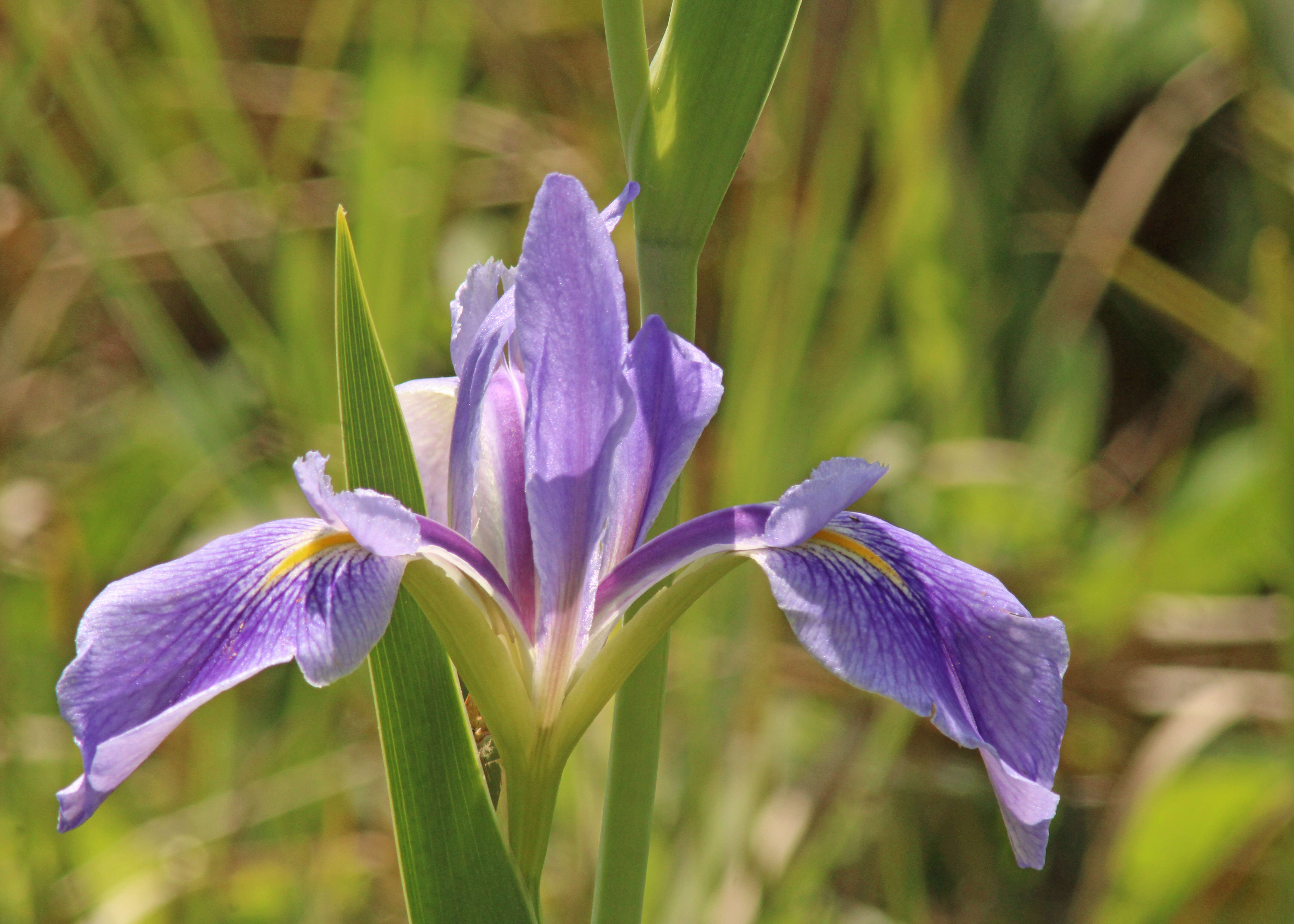 Sivun Iris savannarum Small kuva