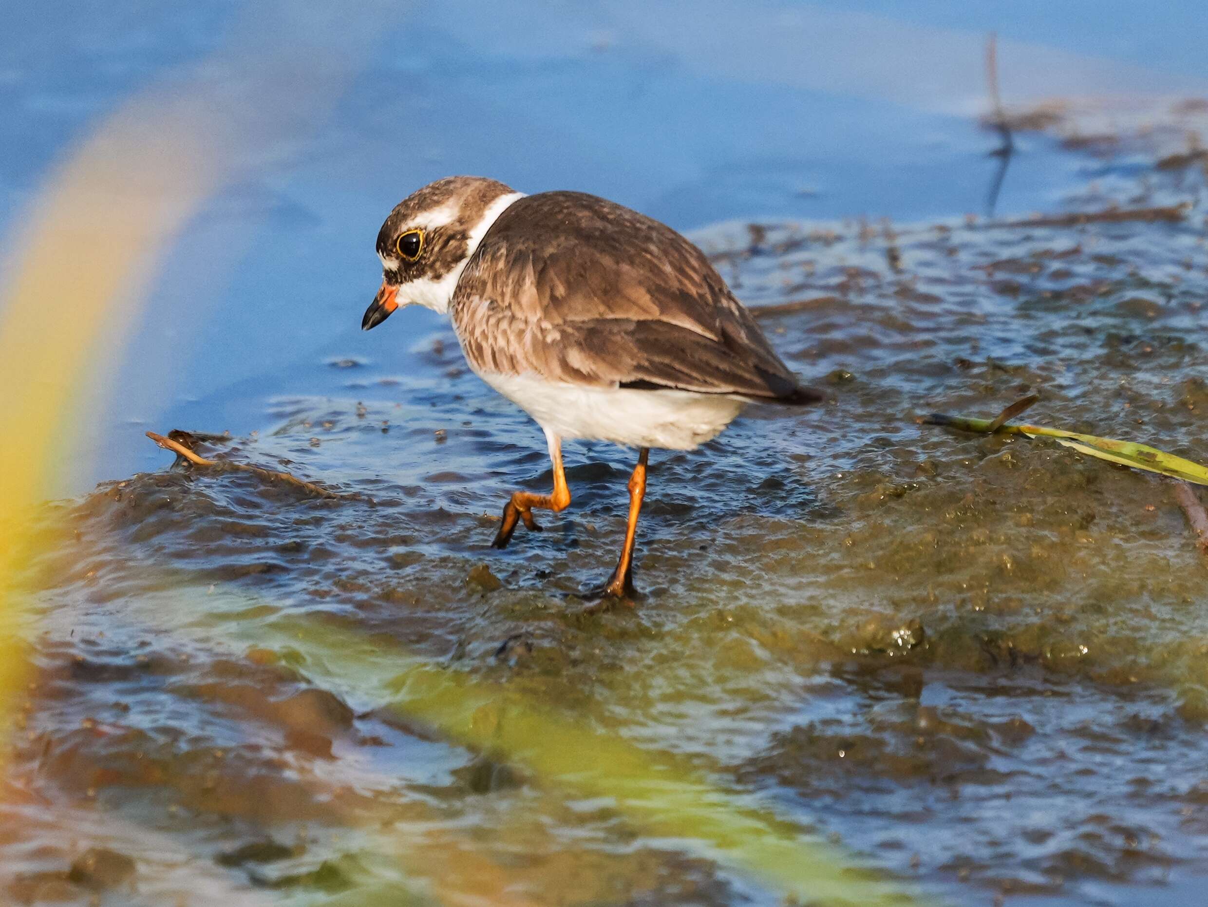 Image of Semipalmated Plover