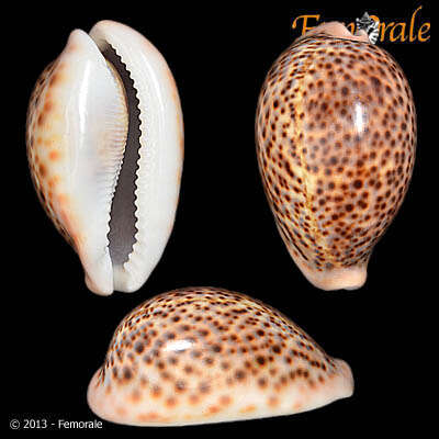 Image of cowrie