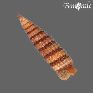 Image de unclassified Gastropoda