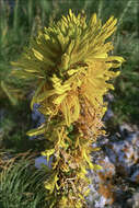 Image of yellow asphodel