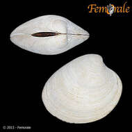 Image of quahog