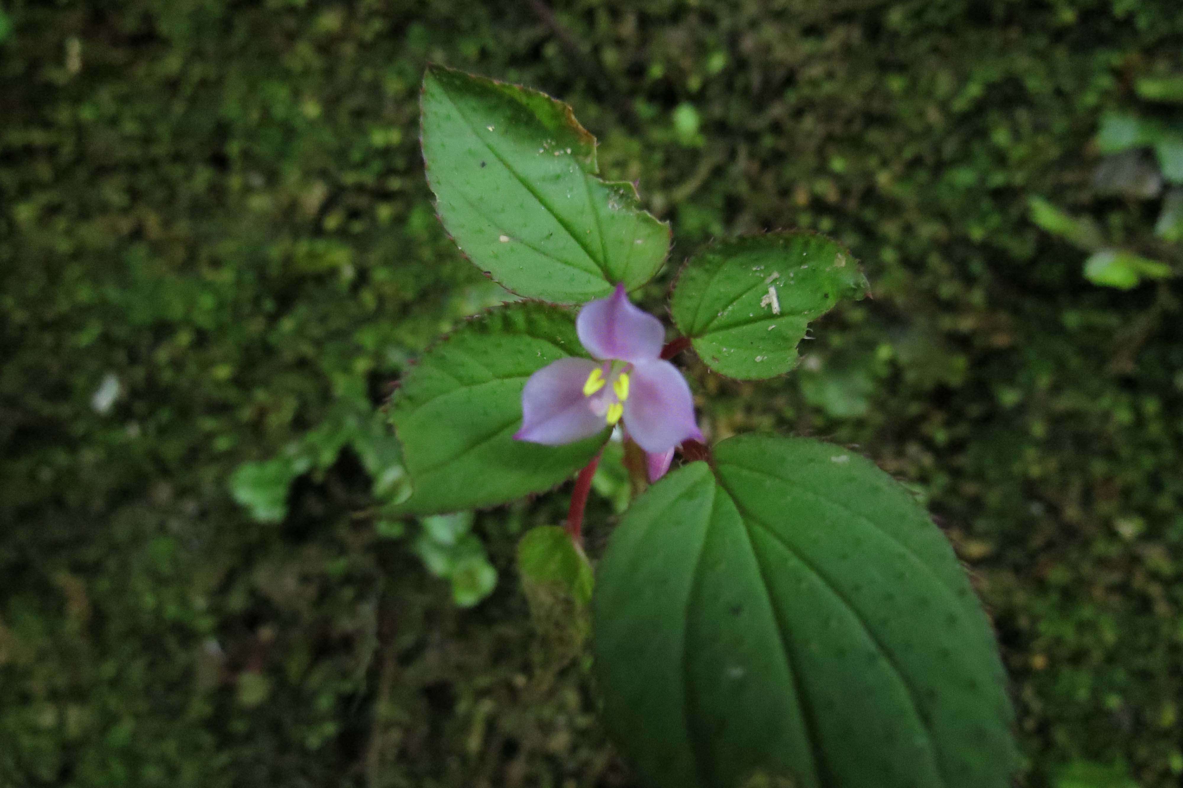 Image of Sonerila pilosula Thw.