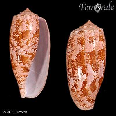 Image de Conus Linnaeus 1758