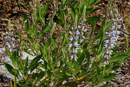 Image of Oak Ridge Lupine