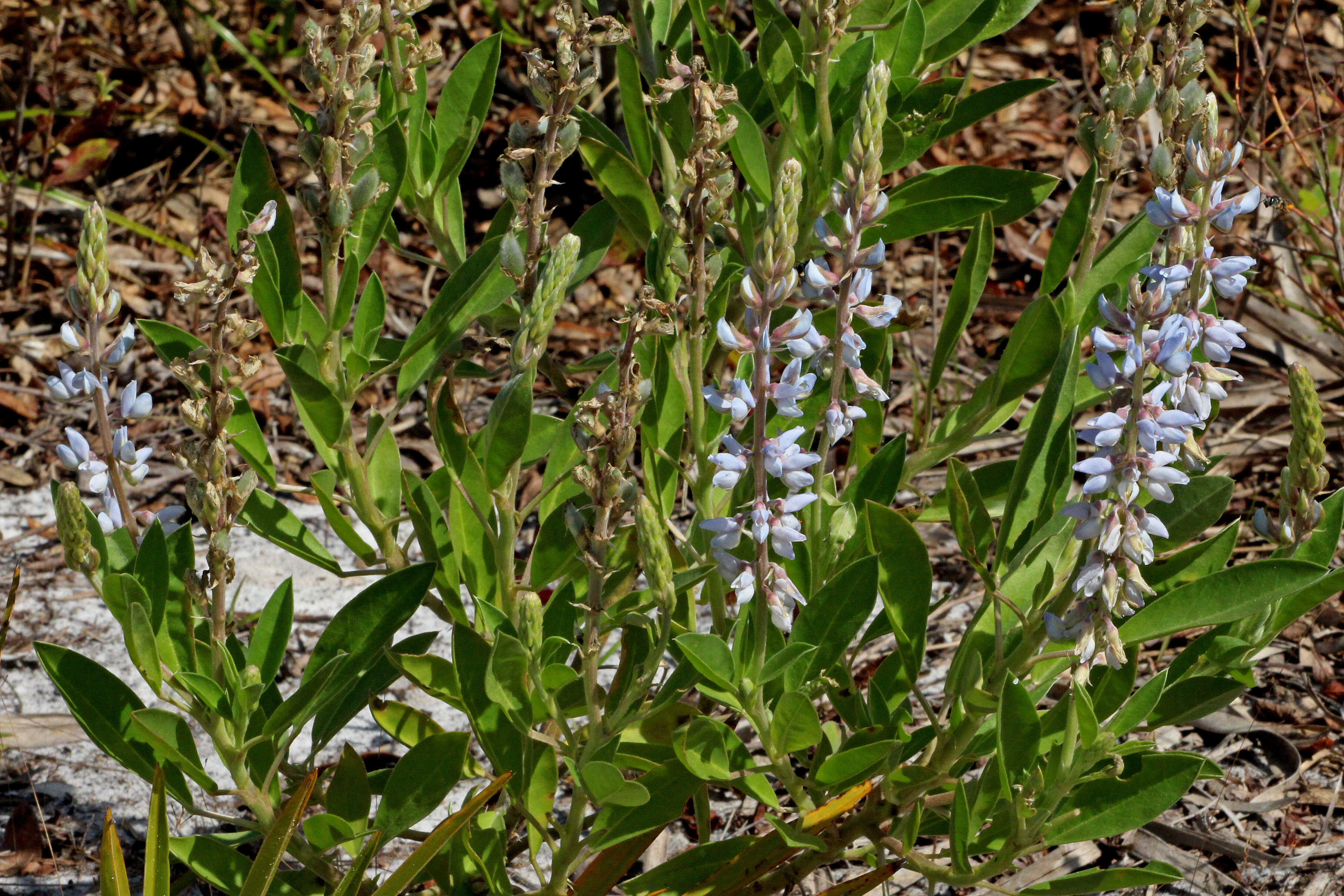 Image of Oak Ridge Lupine