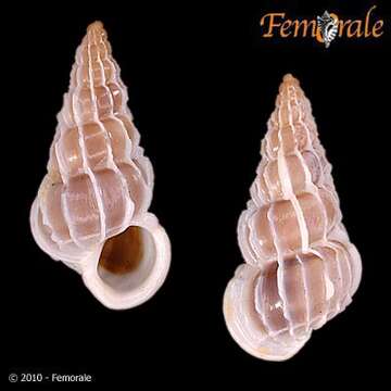 unclassified Gastropoda resmi