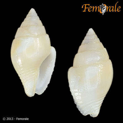 <i>Pyrene</i> cf. <i>obtusa</i> (Sowerby 1832)的圖片