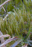 Image of campylopus moss