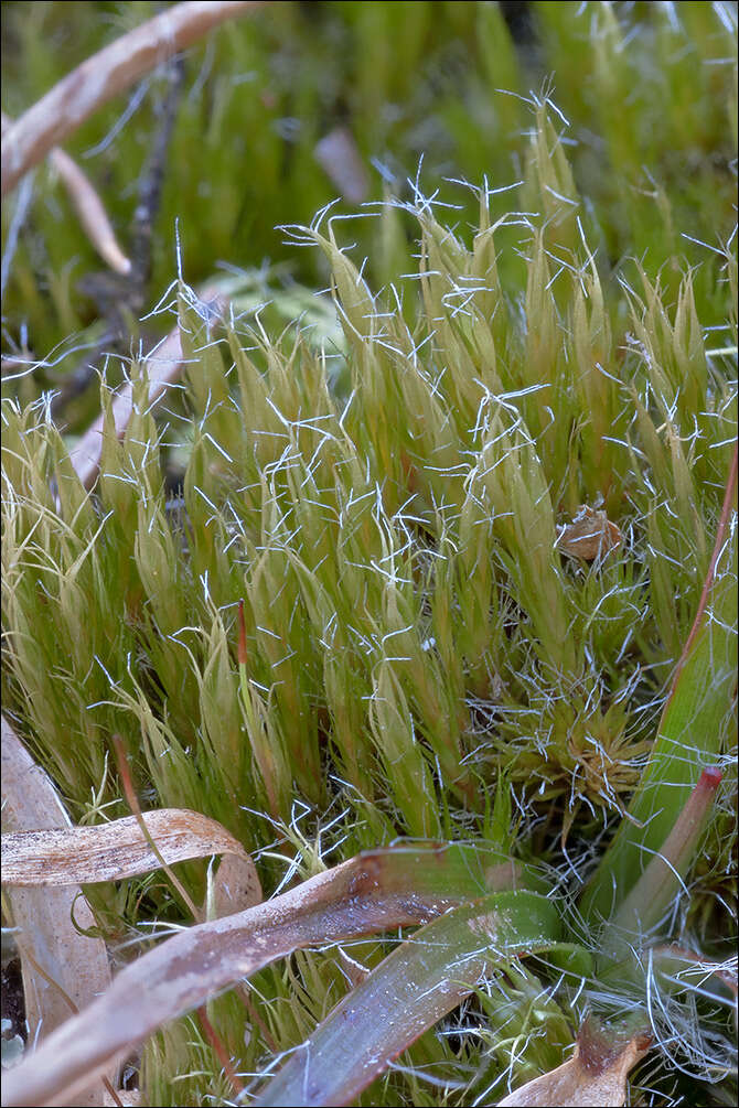 Image of campylopus moss