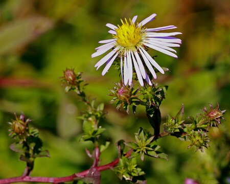 Plancia ëd Symphyotrichum elliottii (Torr. & A. Gray) G. L. Nesom