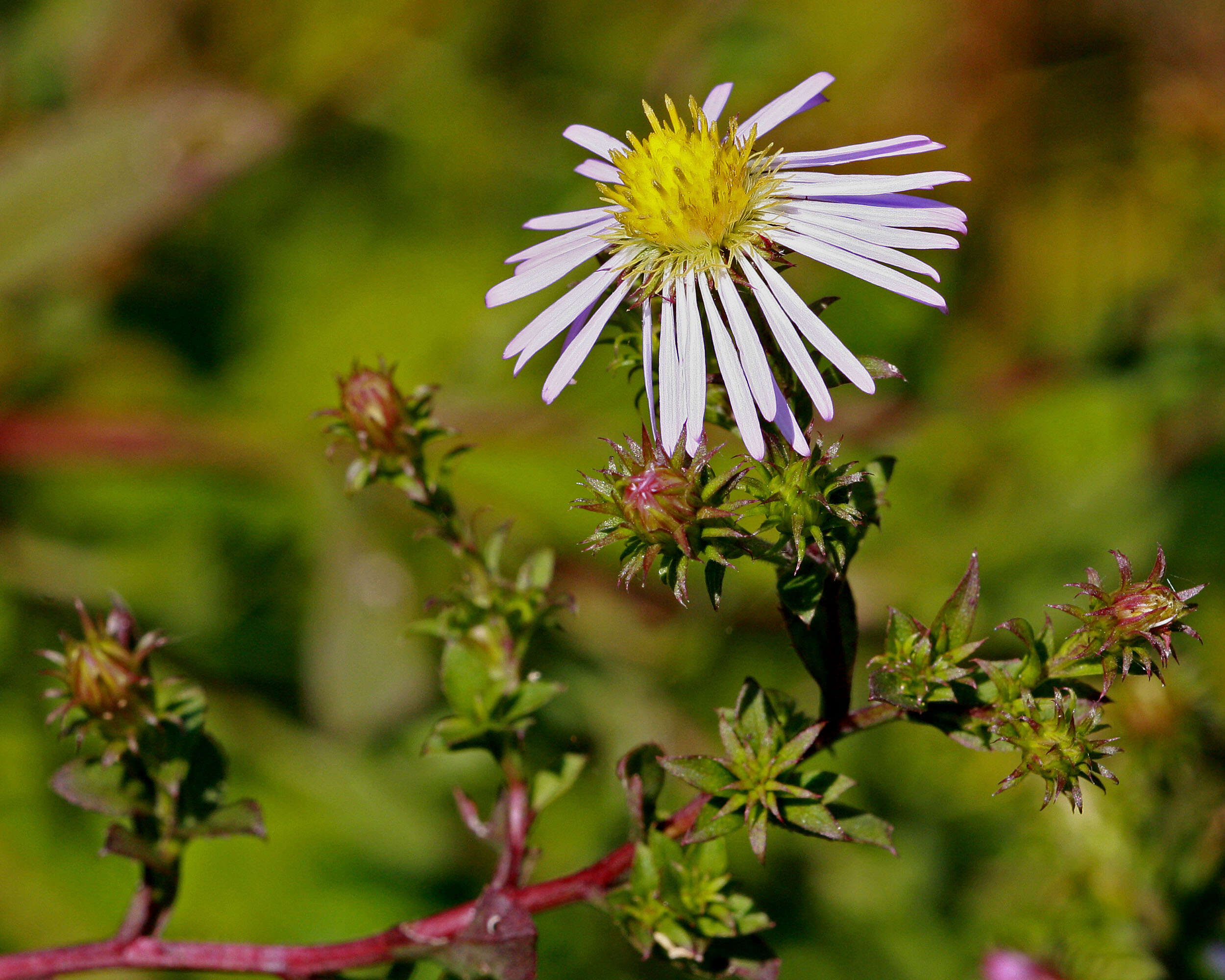 Image of Marsh American-Aster