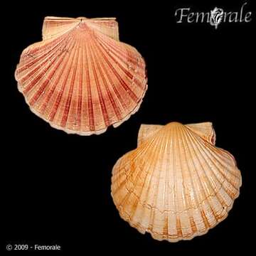 Image of Pecten O. F. Müller 1776