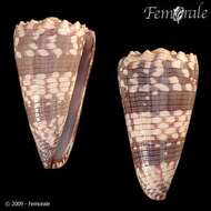 Image de Conus zonatus Hwass ex Bruguière 1792