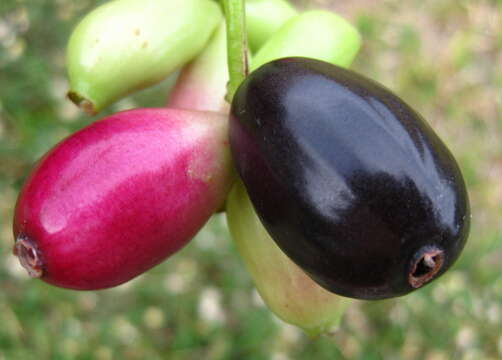 Image of Java plum