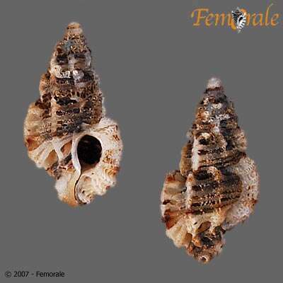 Image of Murex Snails