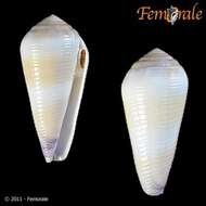 Image of cone snails