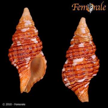 Image of Turrilatirus Vermeij & M. A. Snyder 2006