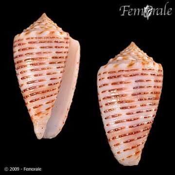 Image of Conus cebuensis Wils 1990