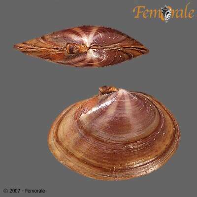 Imagem de Psammobiidae J. Fleming 1828