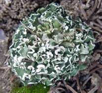 Image of Cladonia foliacea (Huds.) Willd.