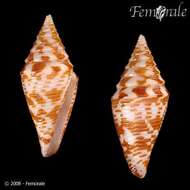 Image of cone snails