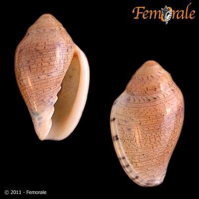 Image of Marginella Lamarck 1799