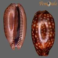 صورة <i>Cypraea zebra</i> L. 1758