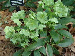 Image of Corsican hellebore