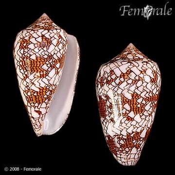 Imagem de Conus textile neovicarius da Motta 1982