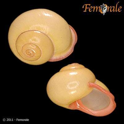 Image of bush snails