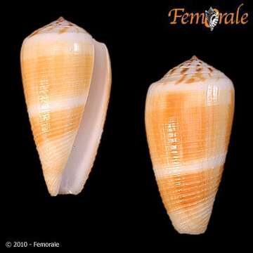 صورة Conus magus Linnaeus 1758