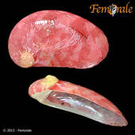 Image of Stomatella Lamarck 1816