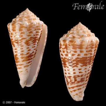 صورة Conus sulcocastaneus Kosuge 1981