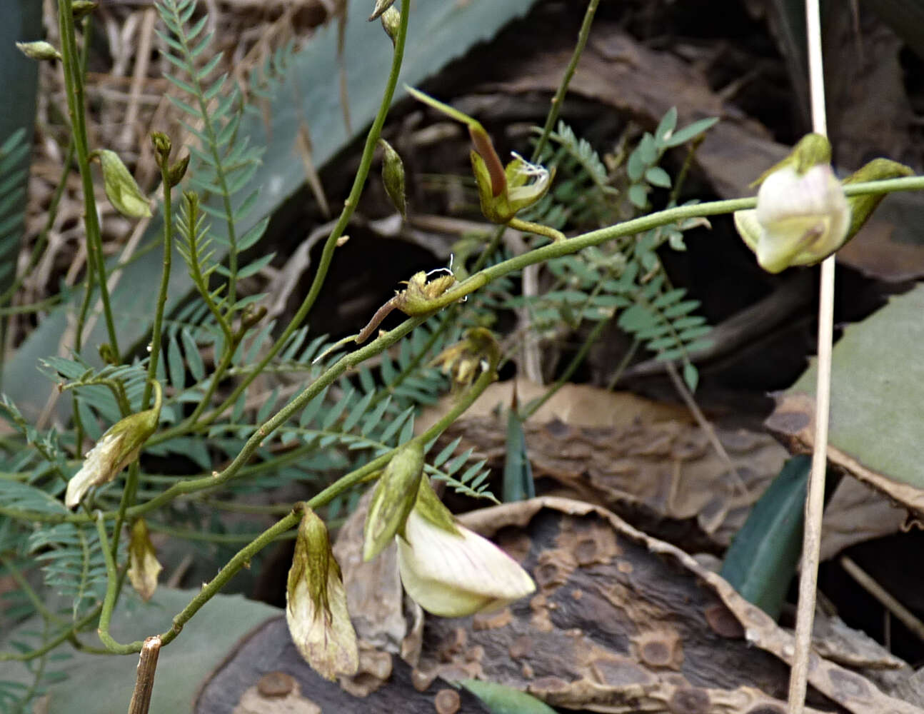 Image of Coursetia gracilis Lavin