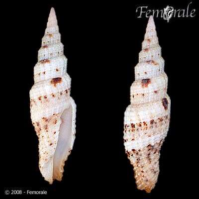 Image of Turbinelloidea Rafinesque 1815