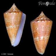 Image of Conus xanthocinctus Petuch 1986